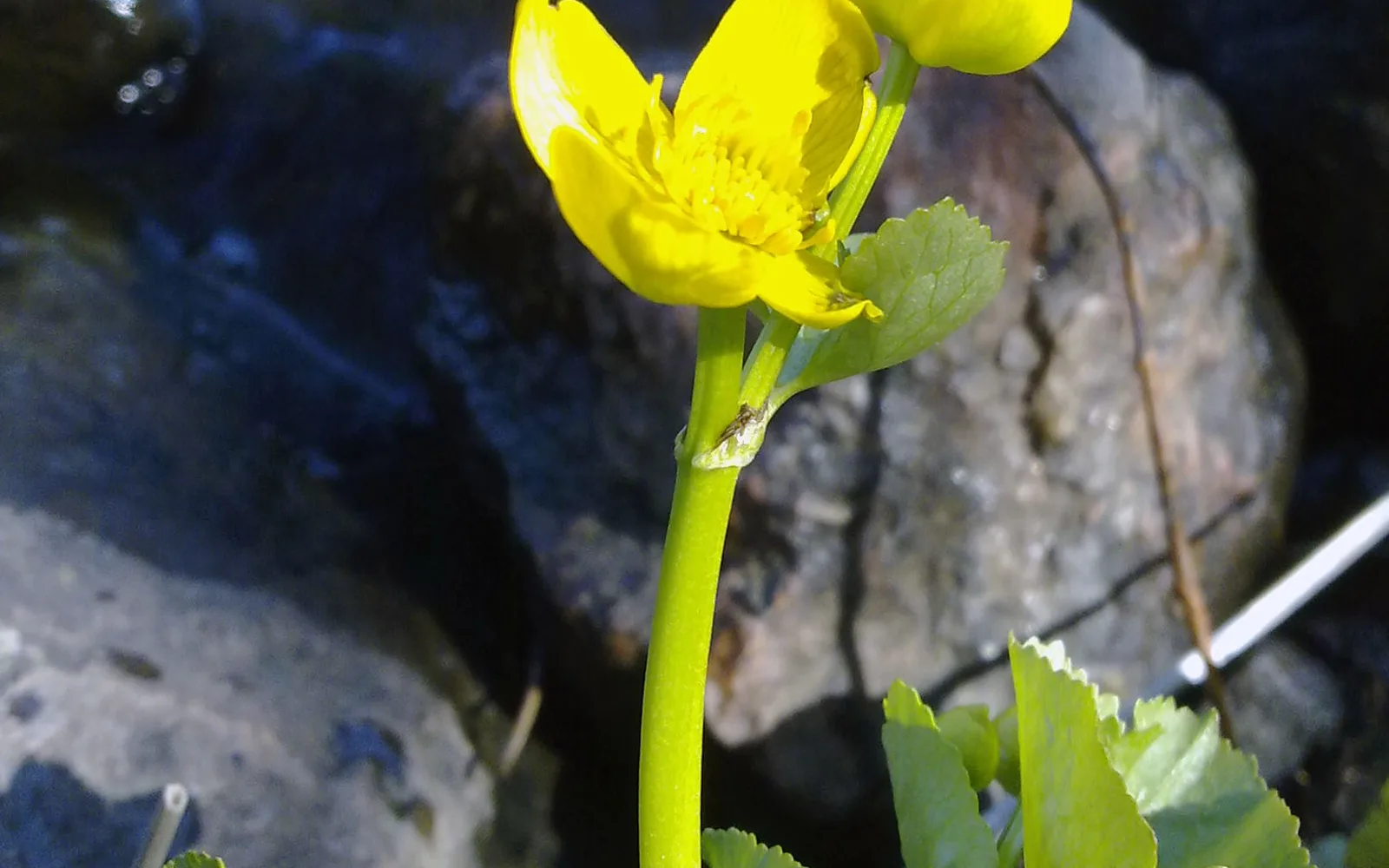 Close-up of ranunculus flowers with delicate, intricately layered petals in bloom